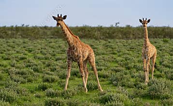 Pair of African giraffes