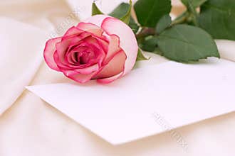 Pink rose
