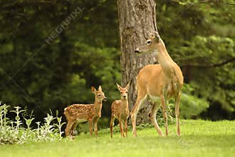 Deer Family