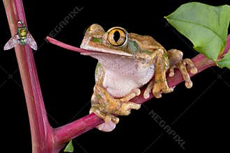 Frog catching fly with tongue