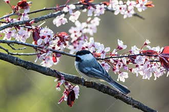 Black-capped Chickadee perched on a flowering plum tree in spring