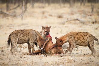 Hyaena