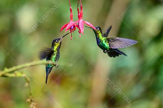 Blue hummingbird Violet Sabrewing flying