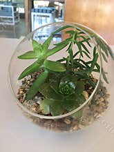 Plants in glass bowl
