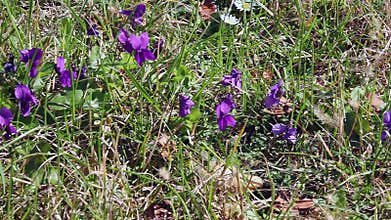 Violets in the Grass
