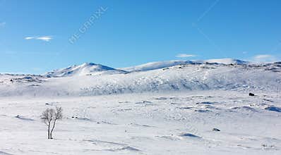 Single tree in snowy field