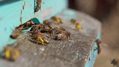 A close-up view of the working bees bringing flower pollen to the hive on its paws. Honey is a beekeeping product. Bee
