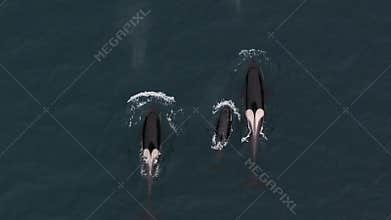 The aerial vantage point unveils orcas in action as they feed on herring in the waters of northern Norway.