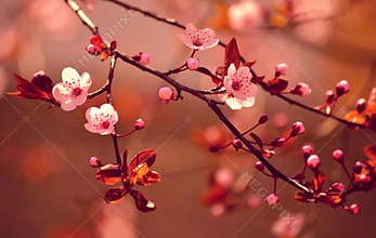 Beautiful flowering Japanese cherry