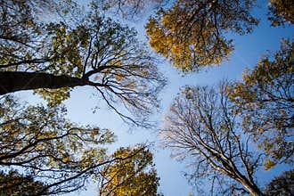 Looking up in a beech tree forest in autumn