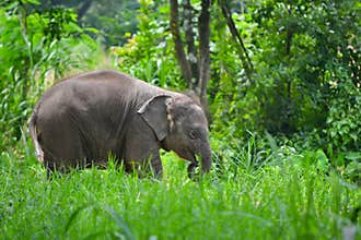 Cute asia baby elephant in forest