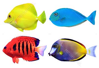 Set of tropical sea fishs