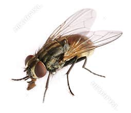Fly
