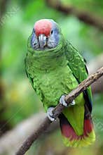 The red-tailed amazon (Amazona brasiliensis)