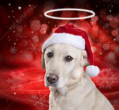 Christmas Santa Hat Dog