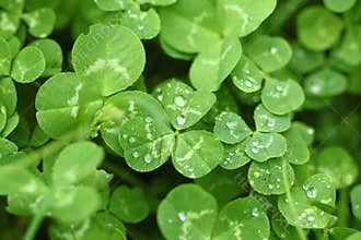 Shamrock