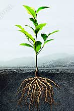 Cross section of soil with a green plant