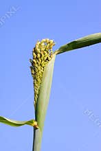 Closeup of sorghum