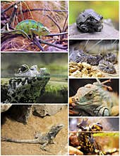 Reptiles and amphibians