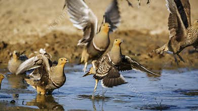 Namaqua sandgrouse in Kgalagadi transfrontier park, South Africa