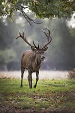 In search of a female