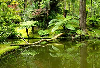 Natural attractions of the Azores Islands,Terra Nostra Park.