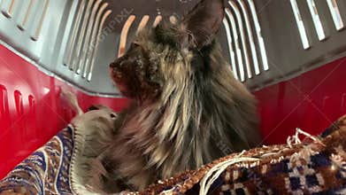 A thoroughbred cat lies in a cage and looks. A pet with a frightened look. Fluffy cat sits in a pet carrier