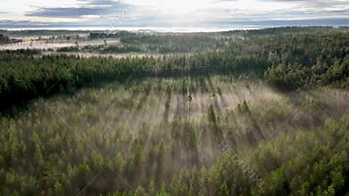 Scenic drone video of very foggy forest, cloudy landscape in North Sweden. Beautiful northern Sweden, Vasterbotten, Umea. Fast
