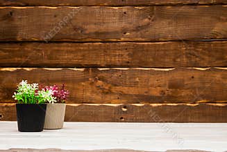 Background still life copy space. Wooden brown background with a green plant in a vase