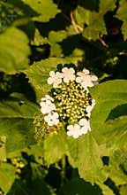 Flowering bush of red viburnum in the rays of the sun in the farm
