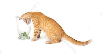 Kitten
