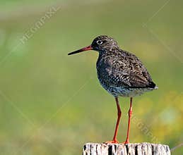 Common Redshank, Tringa totanus at Bislicher Insel, Xanten