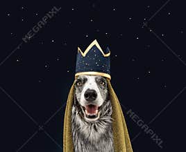Border collie dog celebrating The Three Magi King of Orient, The Three Wise, Melchior, Caspar and Balthasar. Isolated on blue
