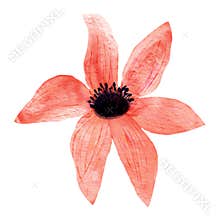 Watercolor flower clipart in sweet pink colors. Digital element of design