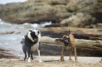 Two dogs shaking