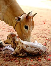 Cow with new born calf