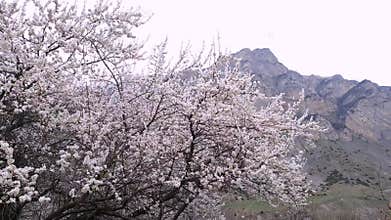 Cherry blossom in Caucasus mountains in early spring