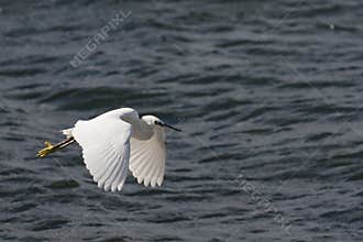Whit egret