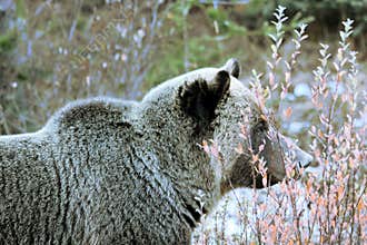 Grizzly Bear