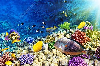 Coral and fish in the Red Sea.Egypt