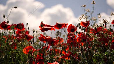 Field blossoming poppies. Poppy field. Close up of moving poppies.