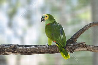 Amazon Parrot