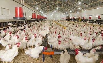 Chicken farm