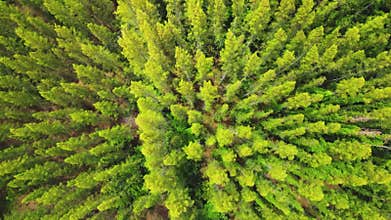 Pine forest aerial top view. Drone rise up.