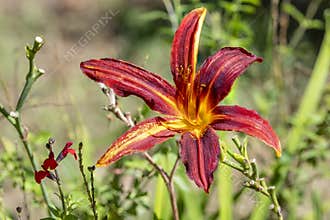 Close up shot of a beautiful Hemerocallis Autumn Red flower, common name, daylily