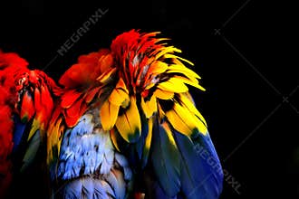 Abstract colorful feathers