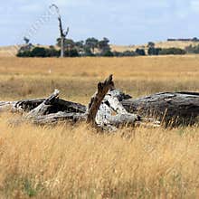 Outback australian landscape with dead wood