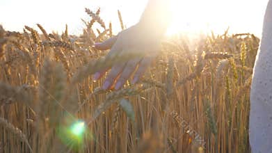 Close up of female hand moving over ripe wheat growing on meadow. Woman walking through grain field and touching golden