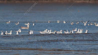 Many river gulls hunt fish in lakes, rivers, and canals. Seagulls fly over the water. Seagulls gracefully
