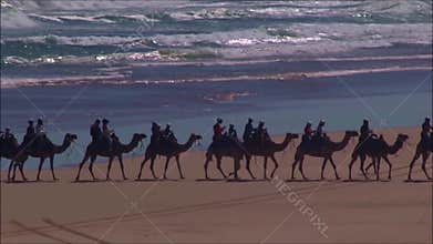 Camel ride, camel train led by man on the beach near ocean waves
